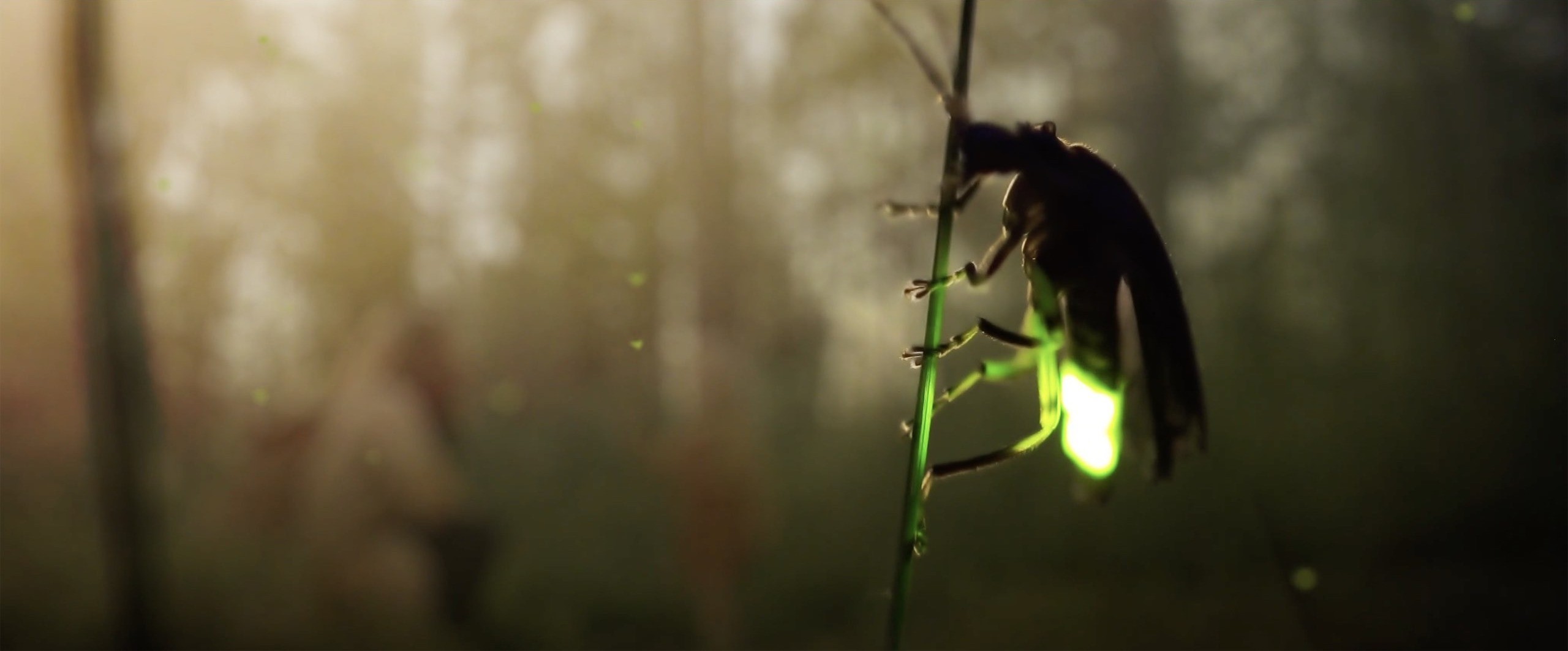 Image of a firefly on a branch with a green tail lights in the background.jpg